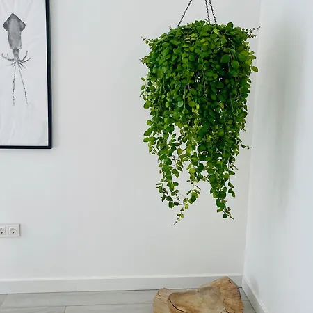 Casa Mirabel Appartement